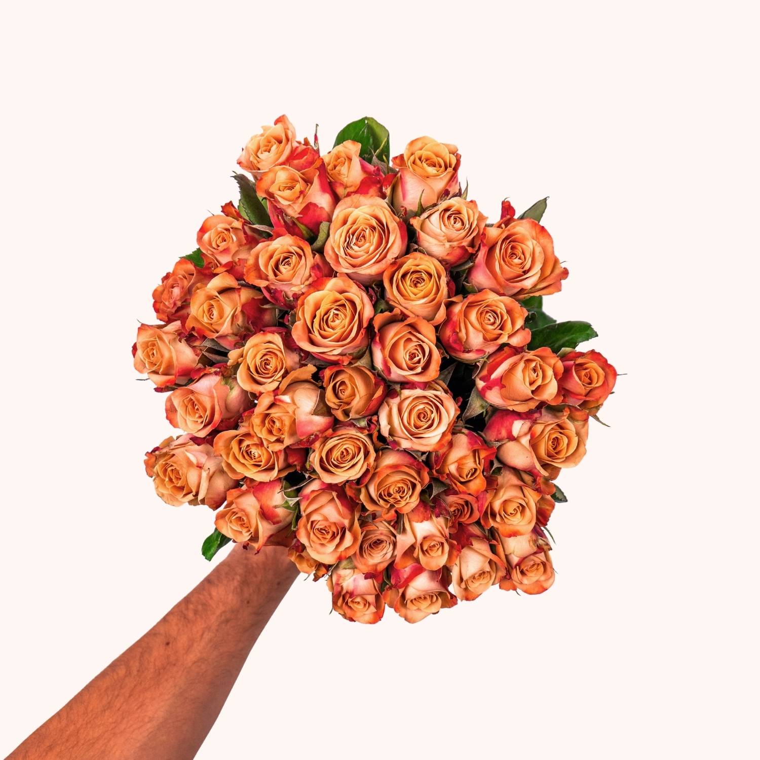 Cappuccino-Rosen