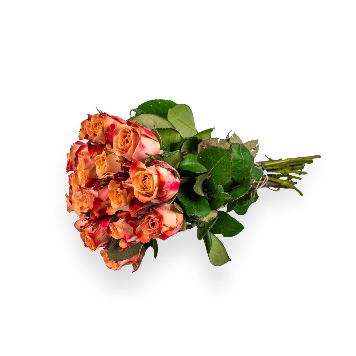 Cappuccino-Rosen