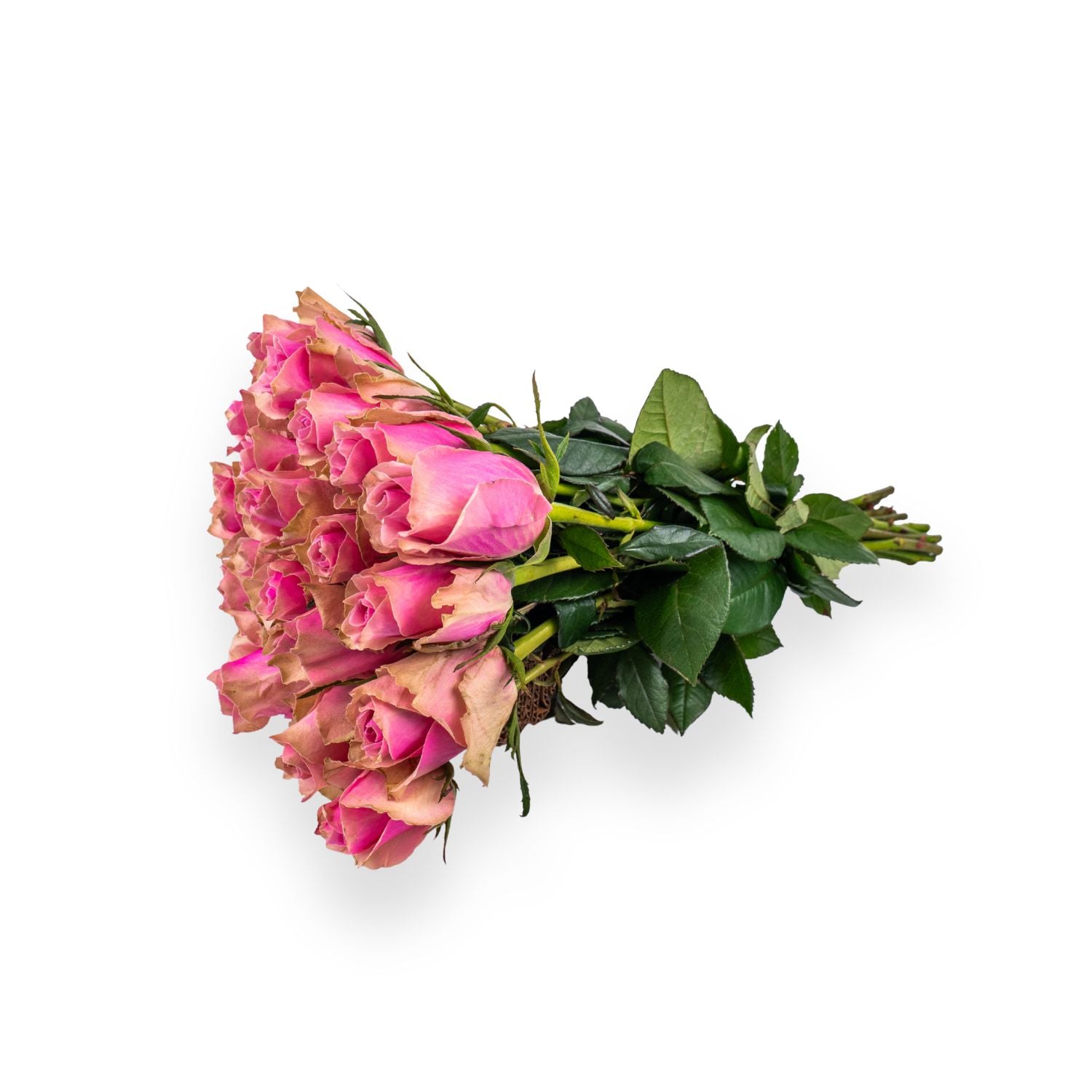 Rosa Rosen