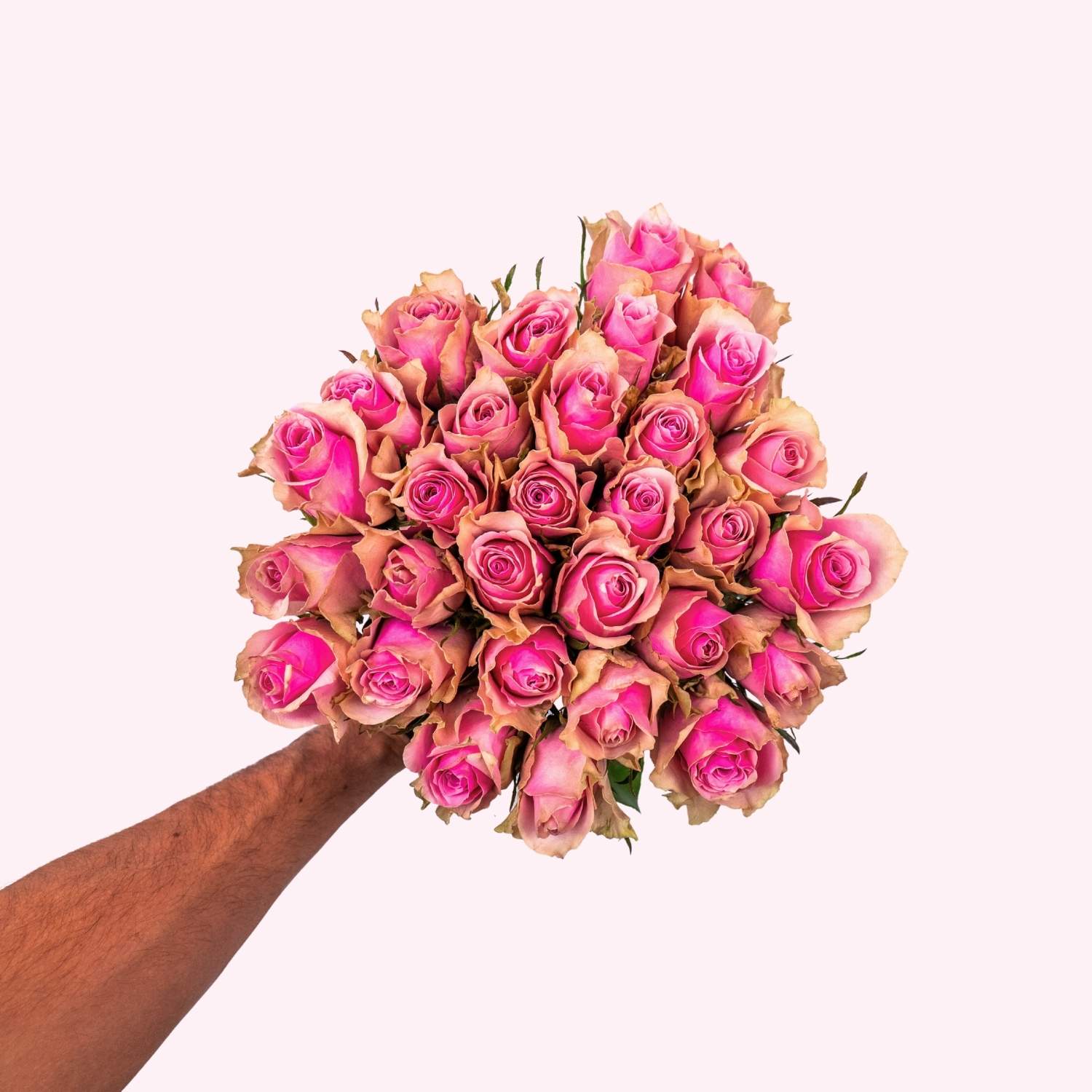 Rosa Rosen