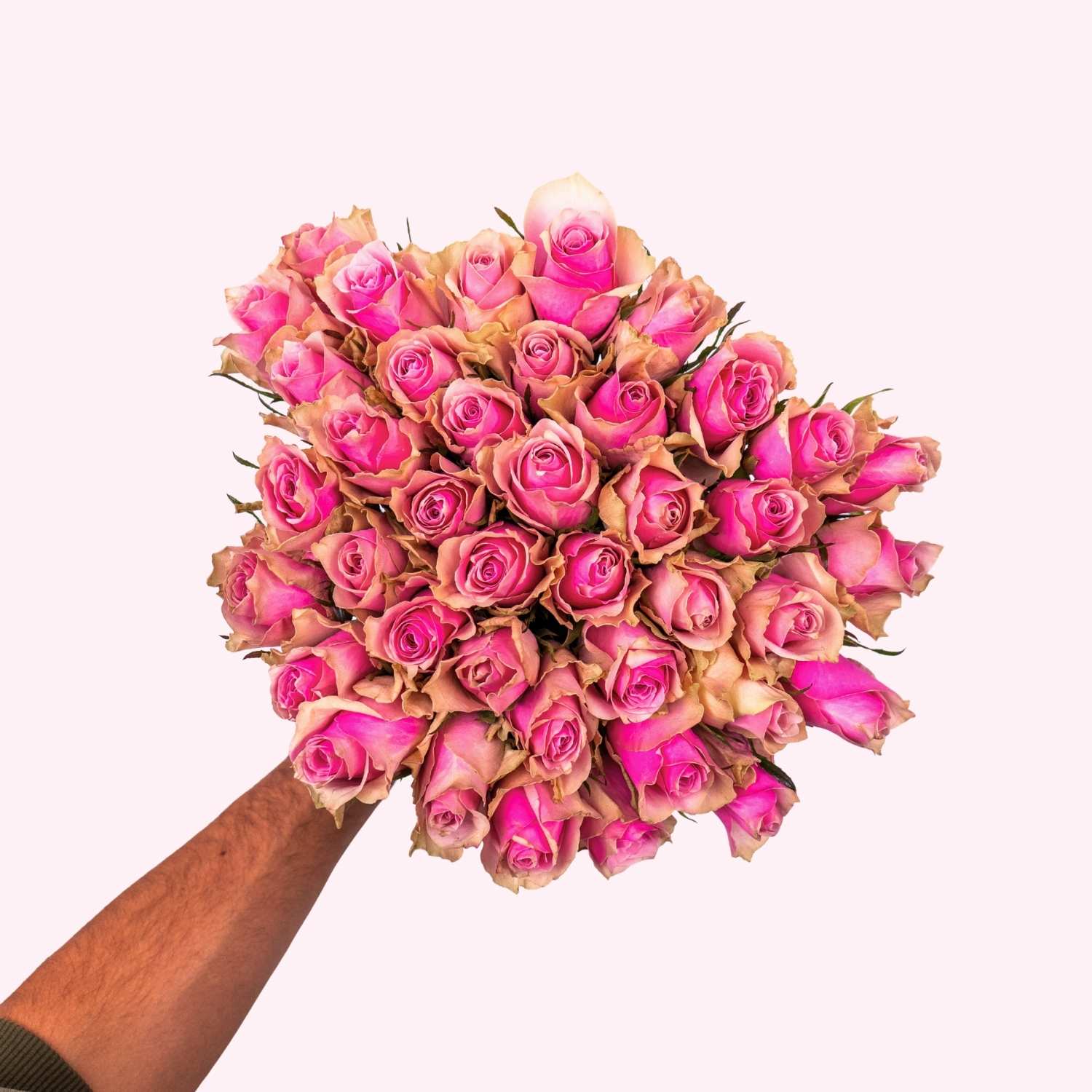 Rosa Rosen