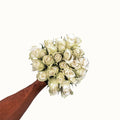 Weiße Rosen