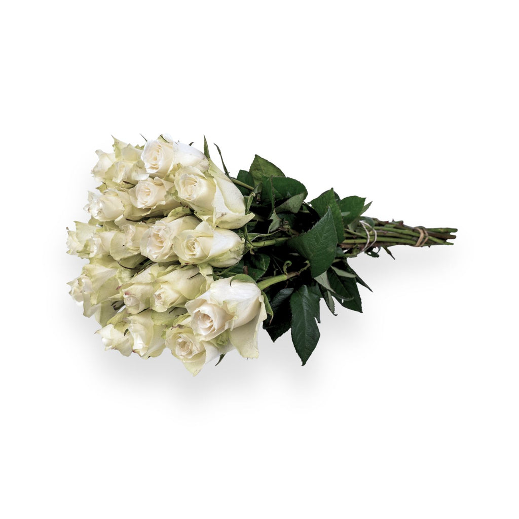 Weiße Rosen