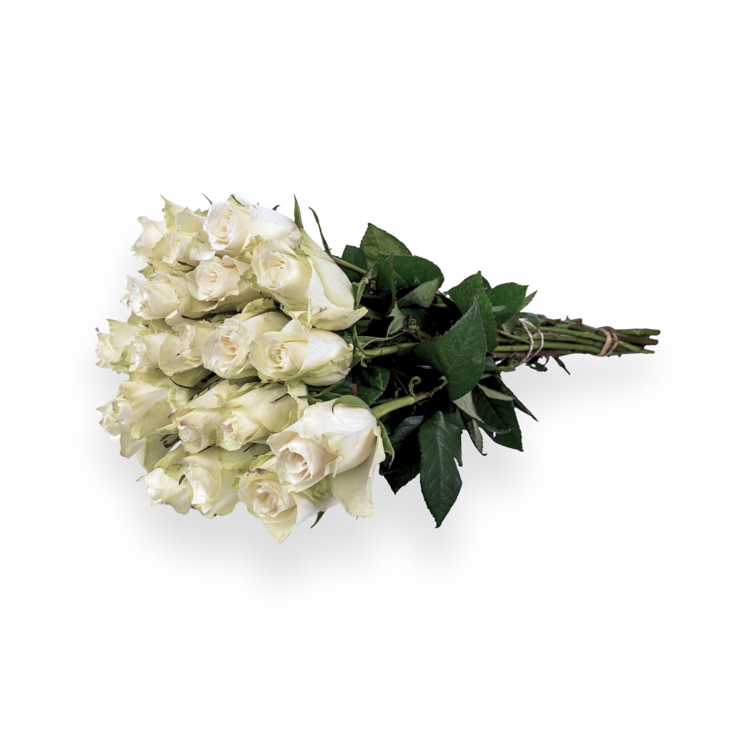 Weiße Rosen