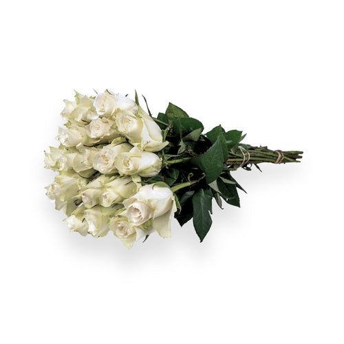 Weiße Rosen