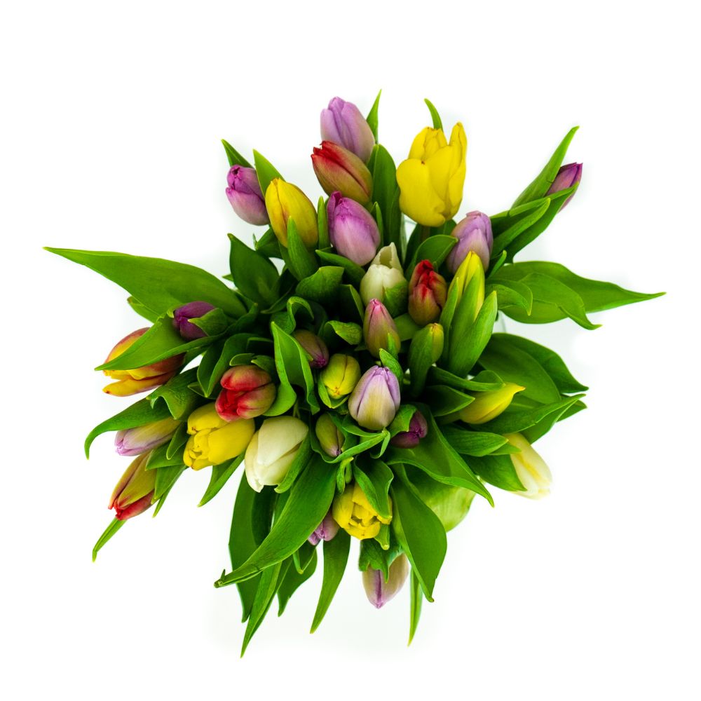 Frische Tulpen in gemischten Farben